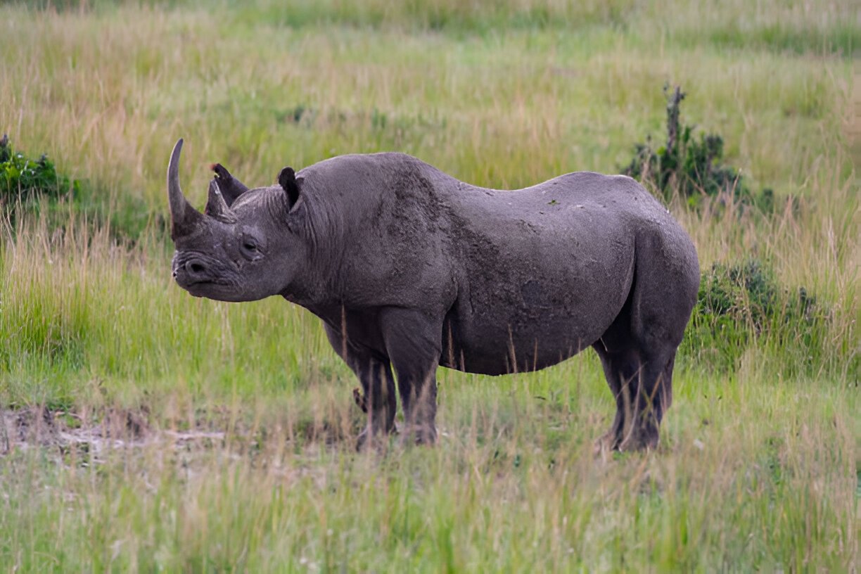 black rhino
