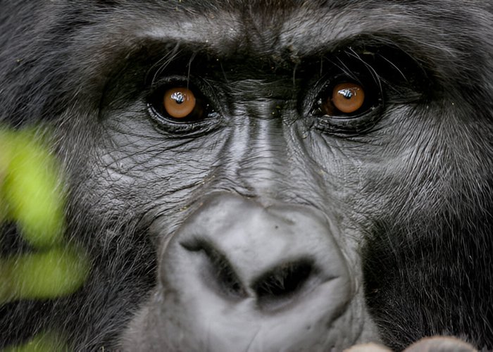 close up of silver back gorilla cover
