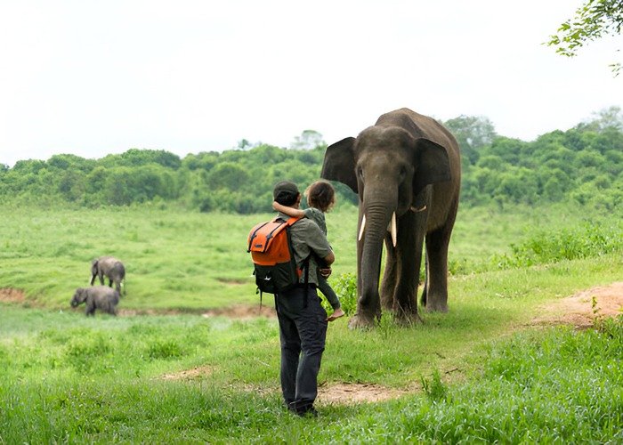 elephant national park cover