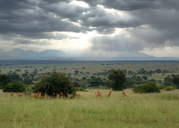 kidepo valley cover