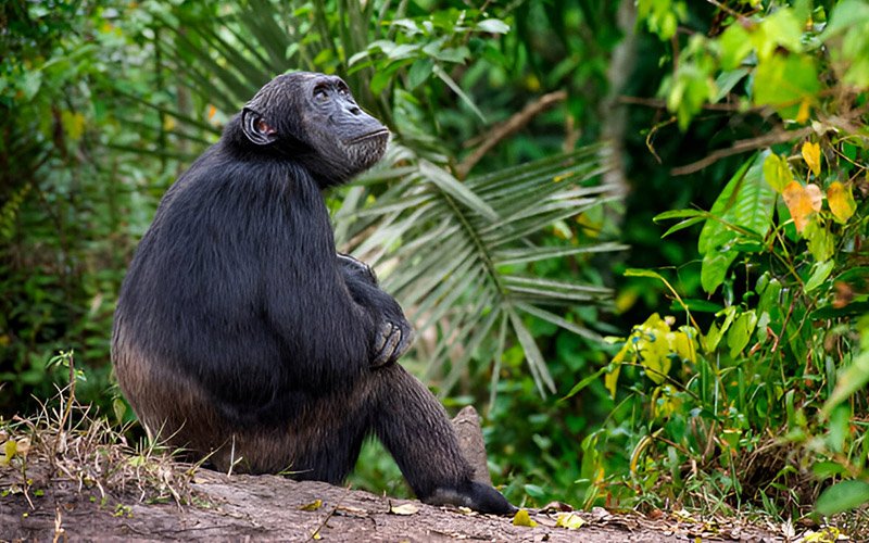 Chimpanzee Habituation