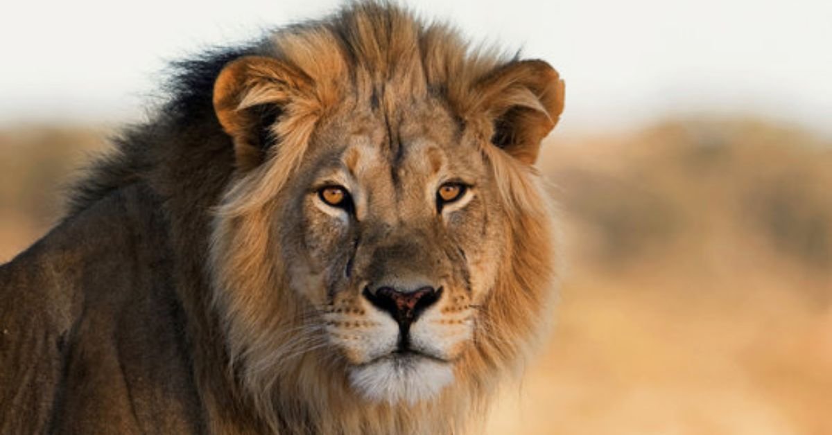 Which is better Kruger or Masai Mara?