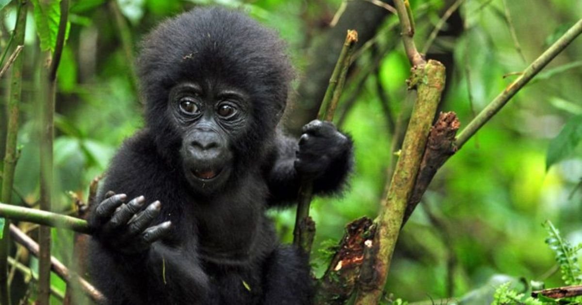 How Difficult is Gorilla Trekking?