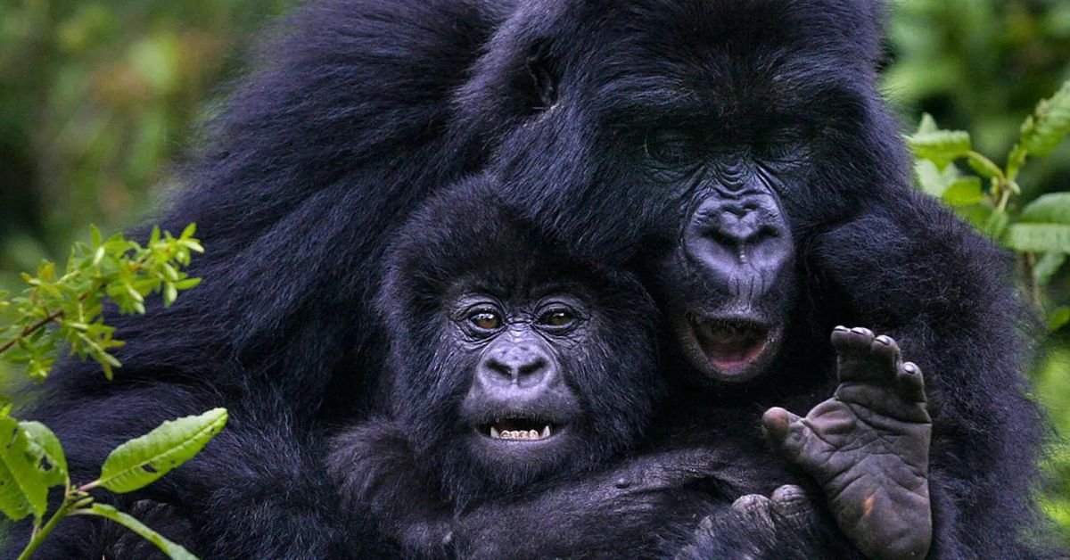 How Many Days Do You Need for Gorilla Trekking?