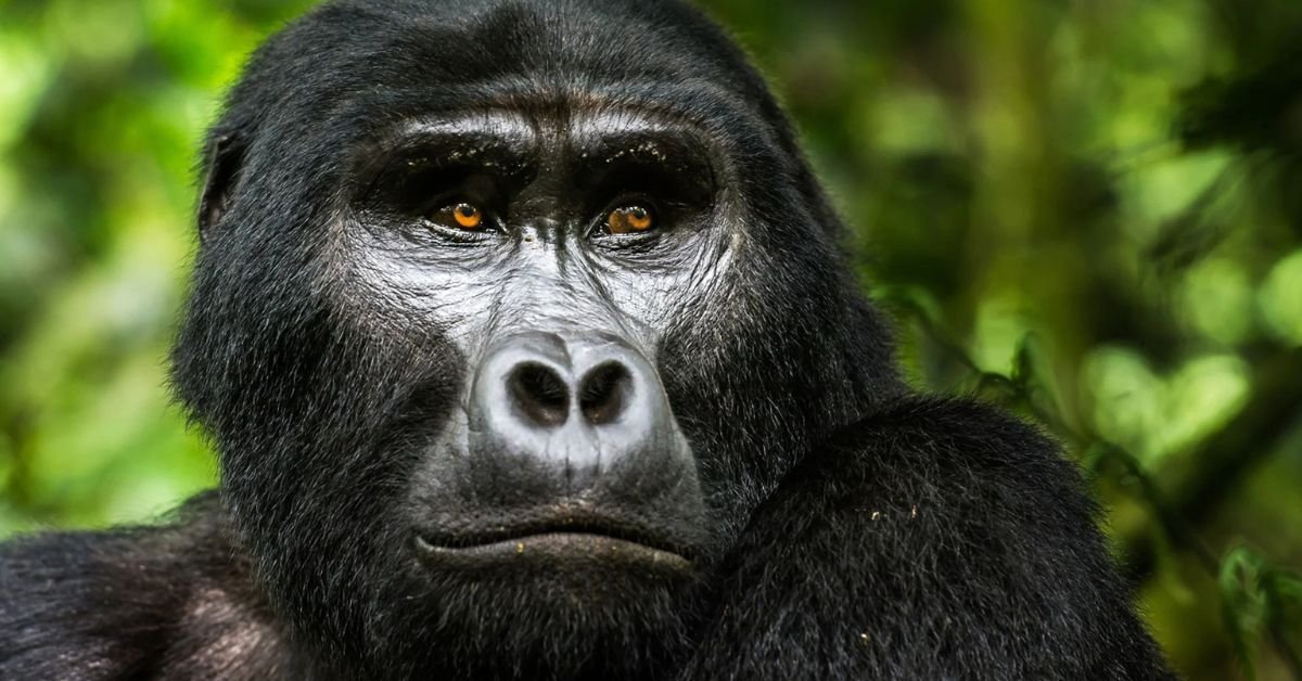 Is It Safe to Visit Gorillas in Uganda?
