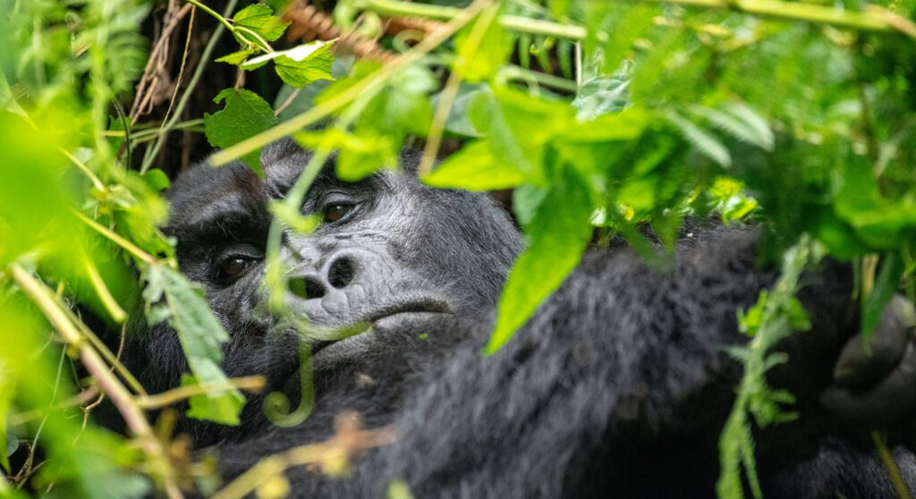 Bwindi Impenetrable Forest