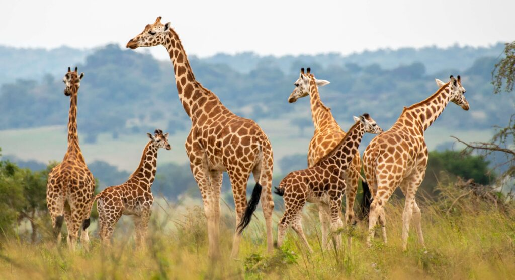 Kidepo National Park Uganda's Remote Wilderness