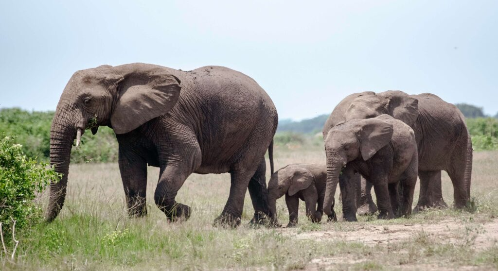 Queen Elizabeth National Park