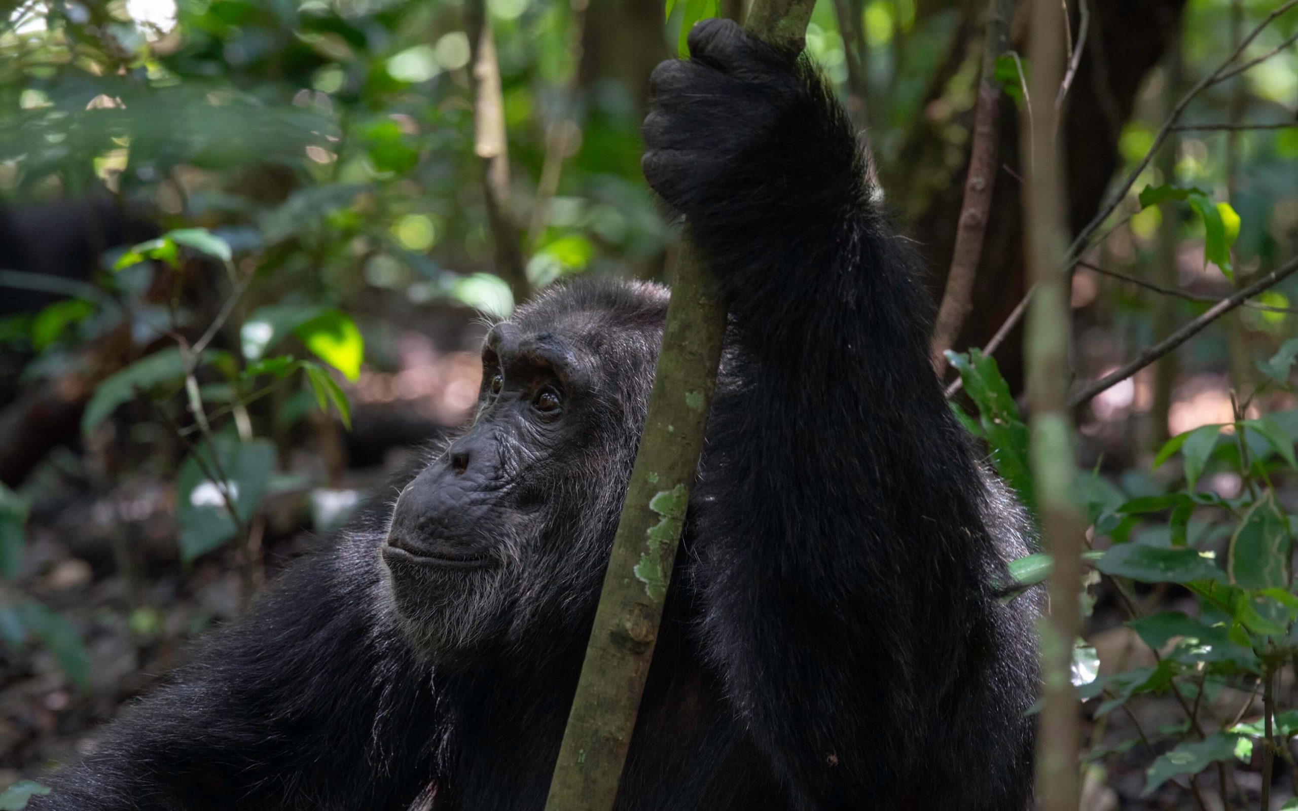 Kibale National Park