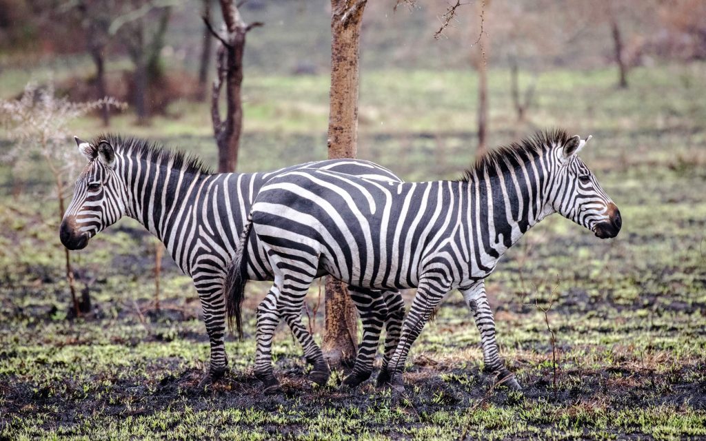 Lake Mburo National Park